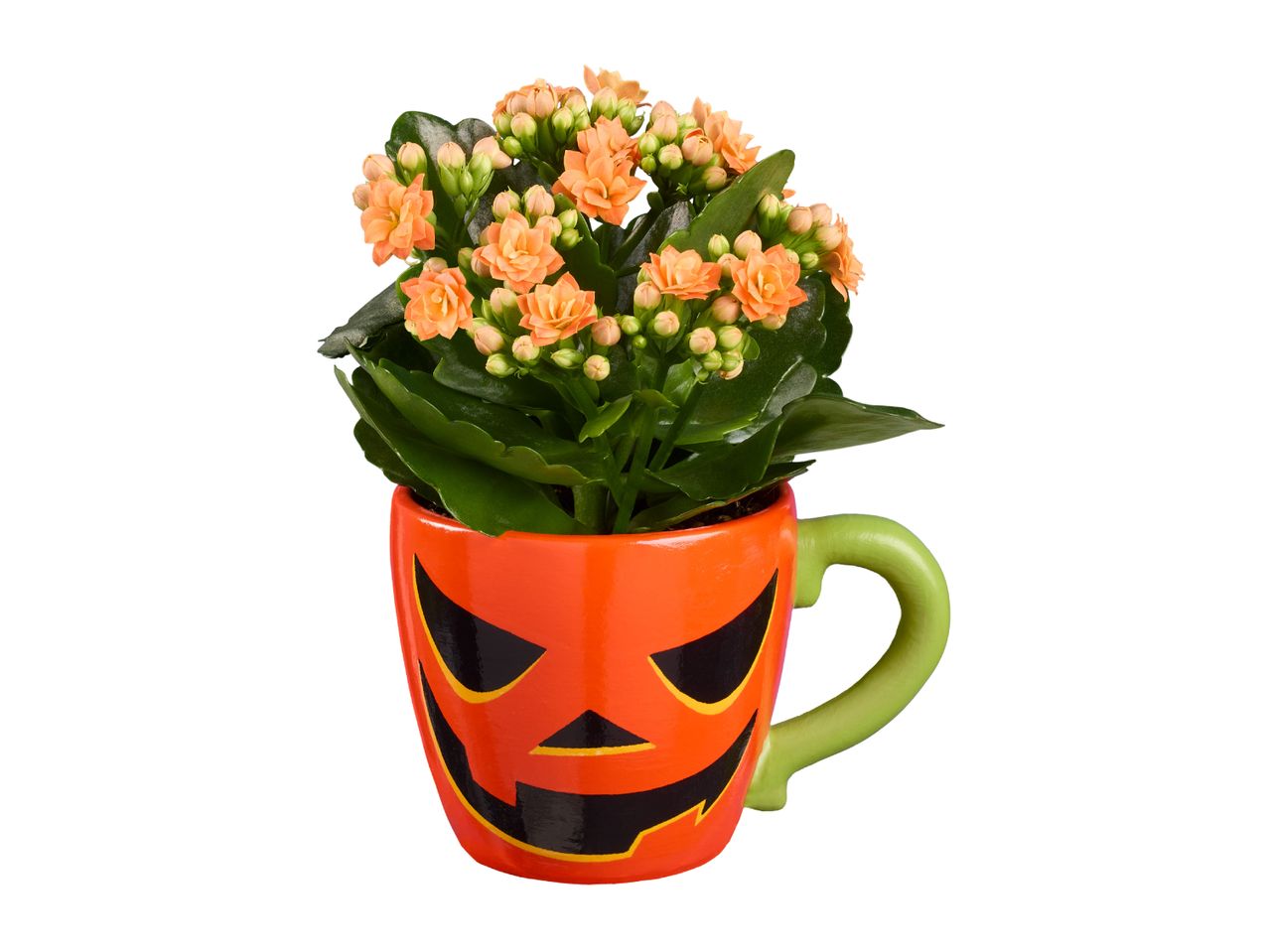 Orange kalanchoe flowers in a Halloween-themed pumpkin mug