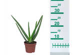 Aloe vera plant in a pot.