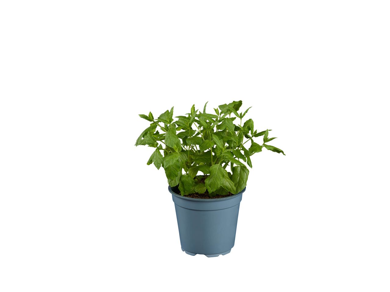 Petit plant de menthe dans un pot.