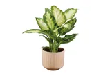 A vibrant green and white houseplant in a light brown pot.