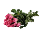 Um buquê de rosas cor-de-rosa bonitas.