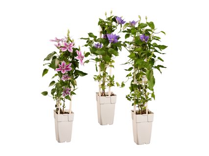 Clematis