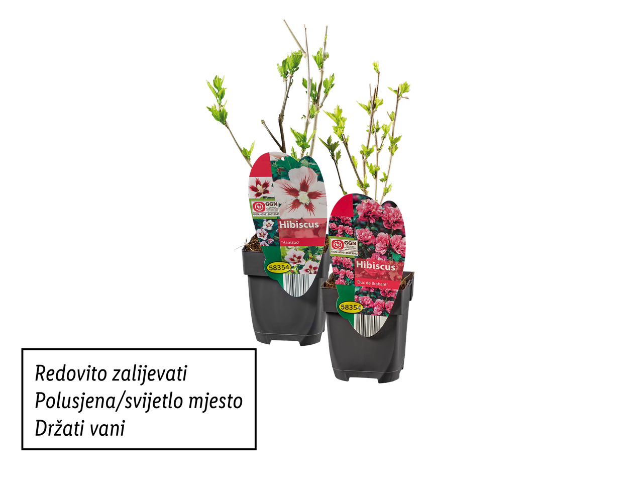 Dva lonca s biljkama hibiskusa, jedna s bijelim cvjetovima, a druga s ružičastim.