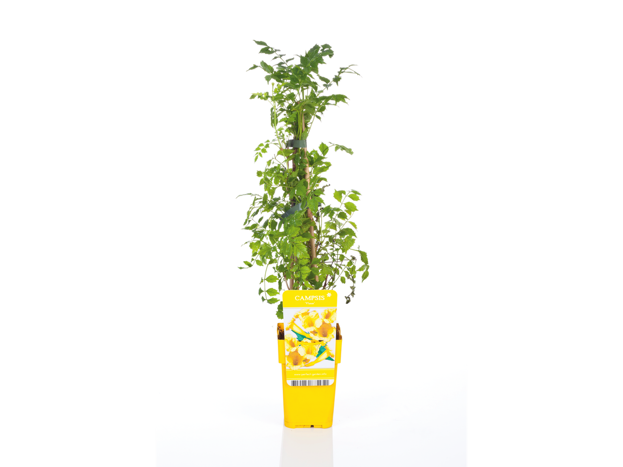 Planta trepadeira Campisis 'Flava' em vaso.