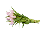 Um buquê de tulipas rosa claro.