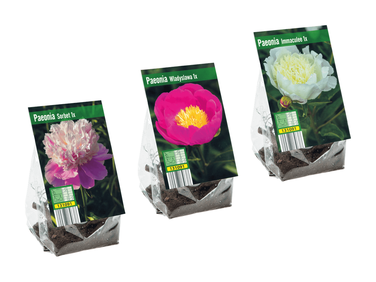 Trois bulbes de pivoine emballés : Sorbet, Wladyslawa et Immaculee, avec instructions de plantation.
