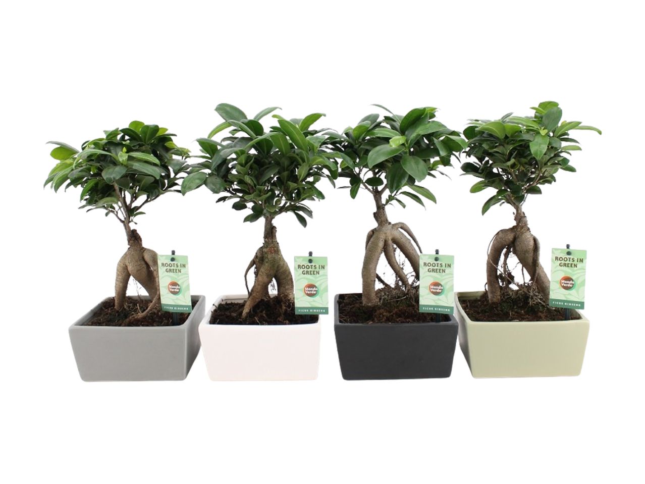 Four Ficus bonsai trees in different colored square pots.