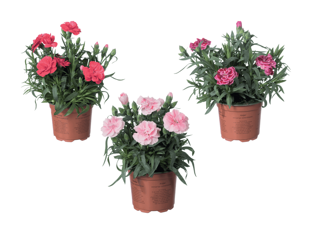 Trois œillets en pot avec des fleurs roses et rouges, avec instructions d'entretien.