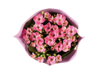 Buquê de Kalanchoe rosa.