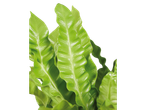Folhas verdes vibrantes de Asplenium nidus, samambaia ninho de pássaro, com folhas onduladas.