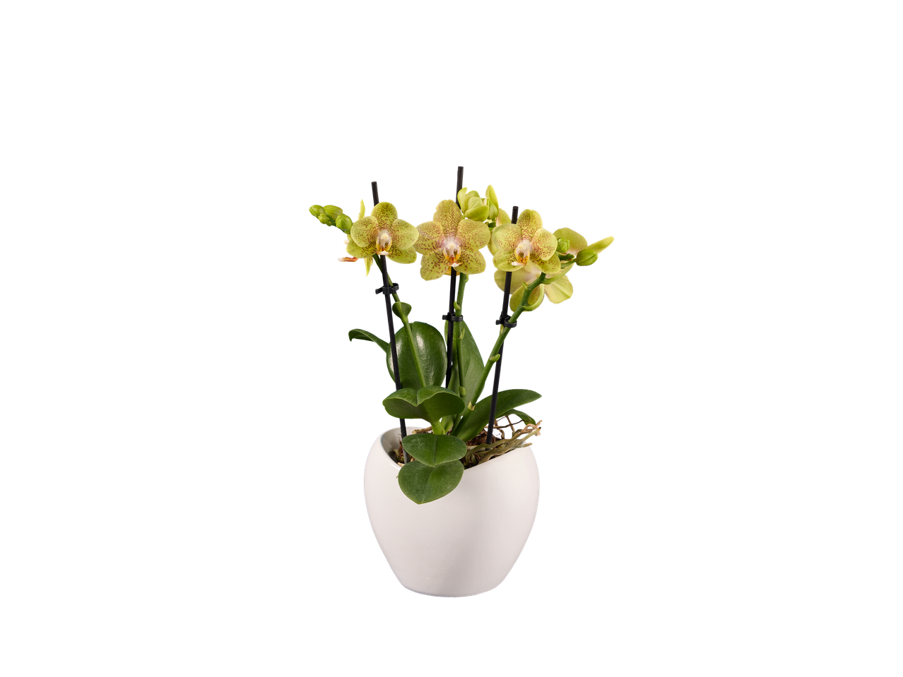 Accesați vizualizarea pe ecran complet: Phalaenopsis în ghiveci ceramic - Imagine 2