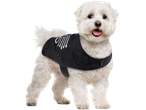 White Maltese dog wearing a black Halloween costume with a skeleton pattern.