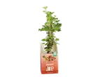 Planta de groselha 'Joe' da Joe Bio.