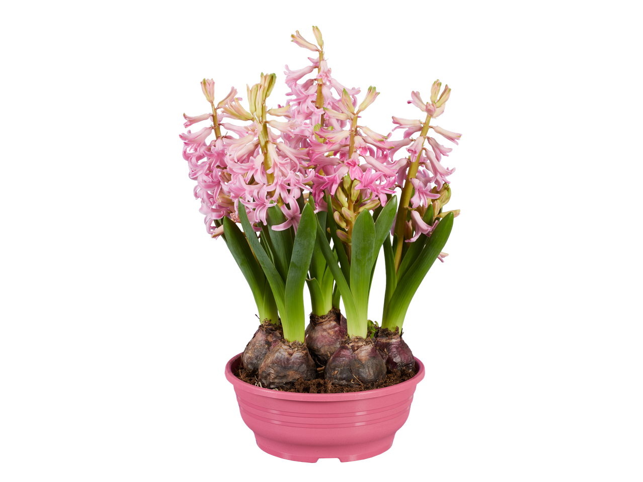 Pink hyacinth flowers in a pink pot, ready for spring planting.