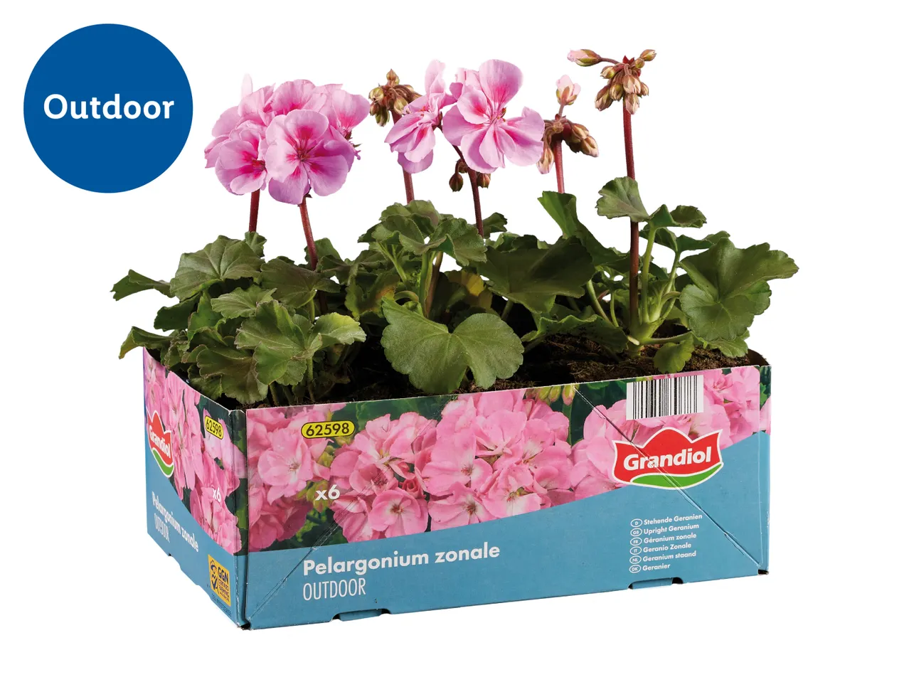 Pink geraniums in a cardboard tray, labeled for outdoor use.