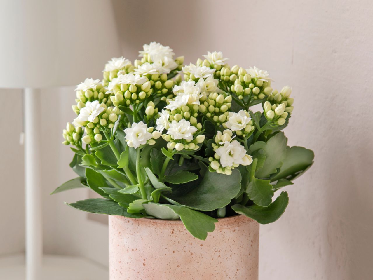 En potte med hvide Kalanchoe-blomster med grønne blade.