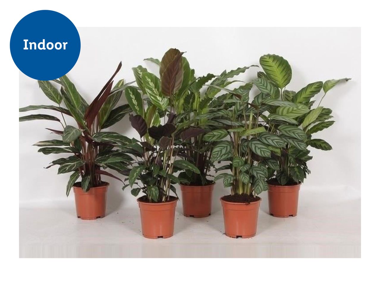 Calathea Mix - large plant