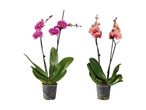 To phalaenopsis orkideer i potter, en pink og en lakserød.