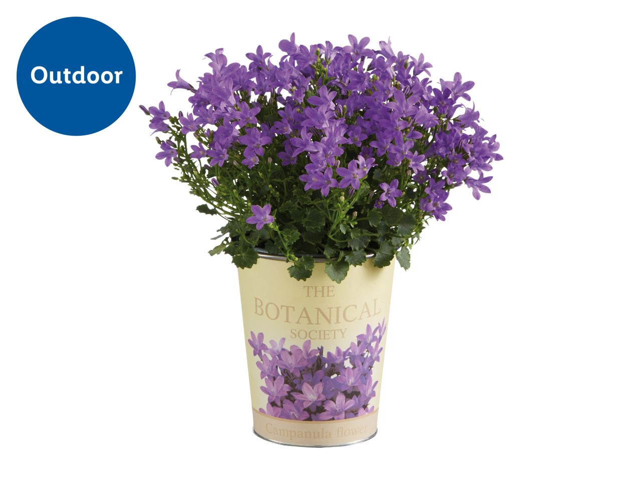 Outdoor Campanula flower in a decorative pot with 'The Botanical Society' text.