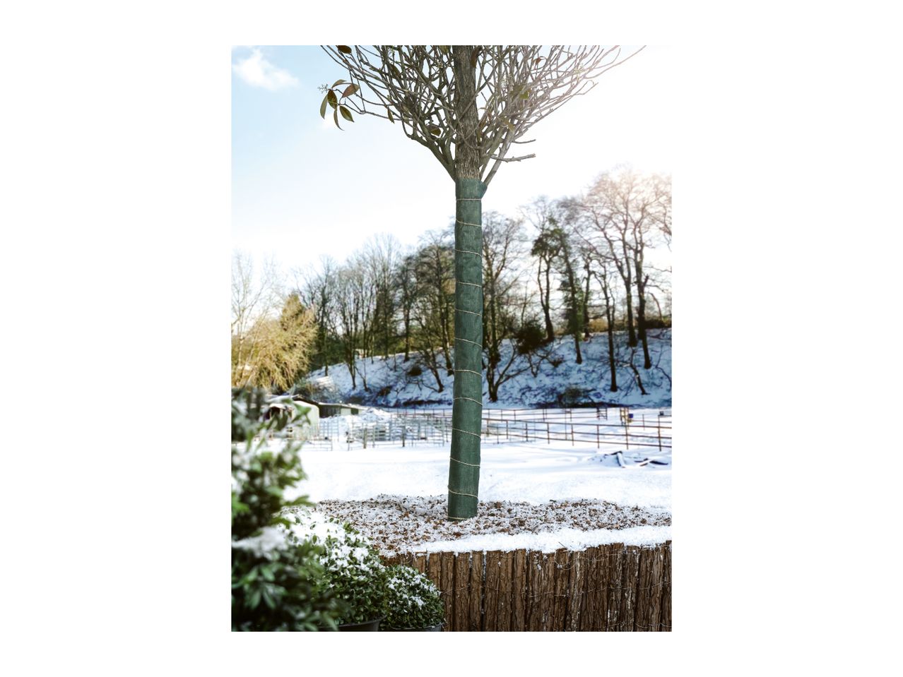 A tree trunk wrapped in protective green winter fleece in a snowy garden.