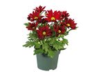 A potted plant with vibrant red flowers and green leaves.