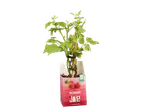 Planta de framboesa Joe Bio.