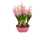 Pink hyacinth flowers in a pink pot, ready for spring planting.