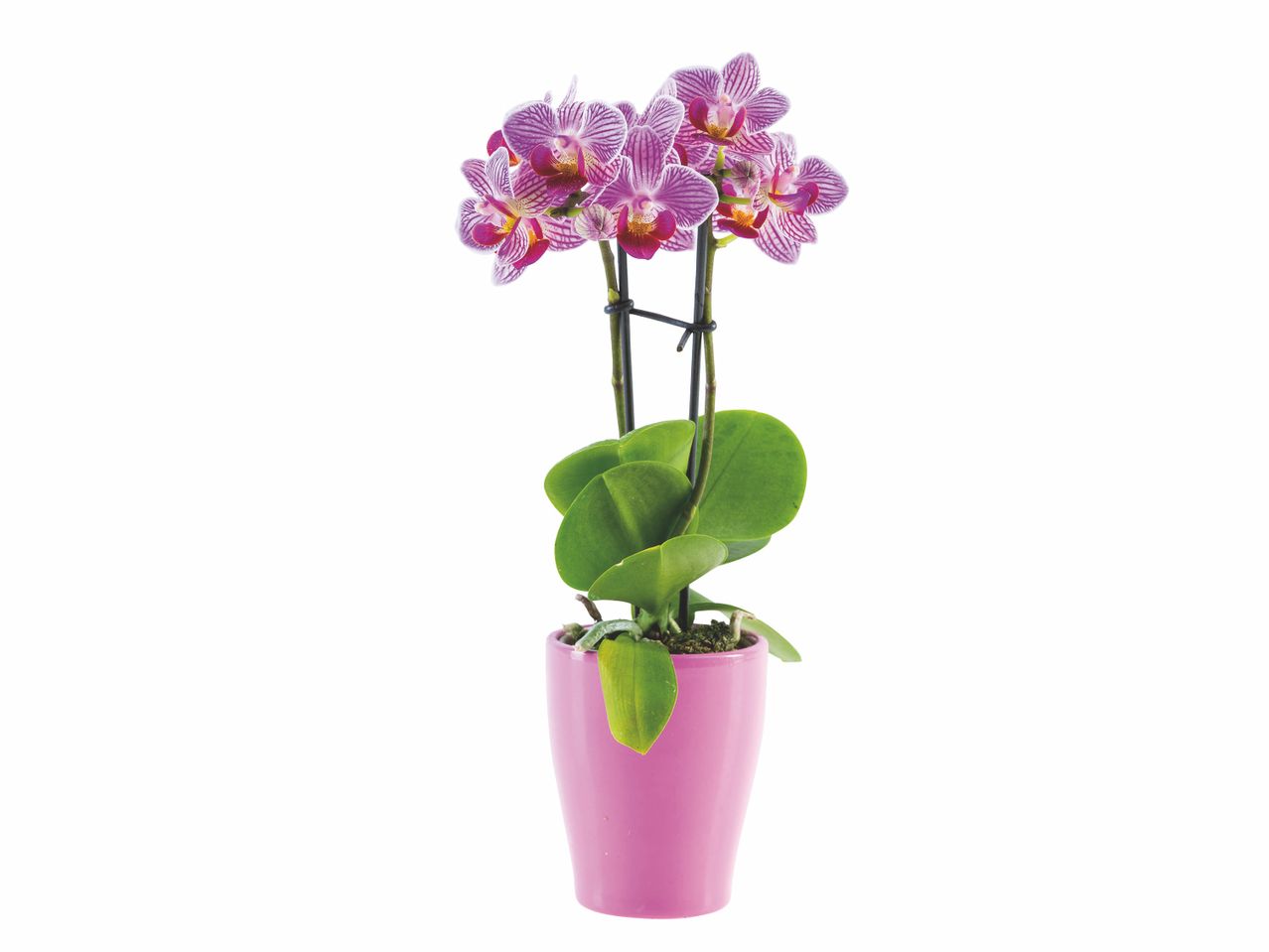 Mini orchidée